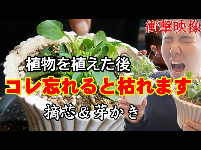 【植物を植えた後に】大事な作業　コレ忘れると枯れます　摘芯＆芽かき作業が衝撃　パンジー・ビオラ　ガーデンシクラメン【おうちでガーデニング】開花園チャンネル