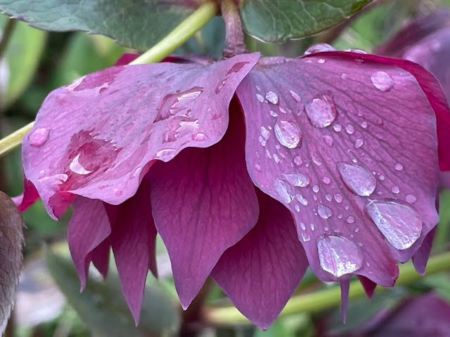 A tour around some of our hellebore beds & chat about light requirements