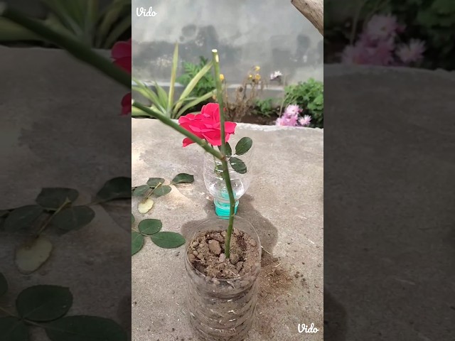 Propagate rose plant #rose #propagation #gardening #plants #planting #shorts #viralvideo