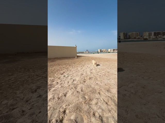 Happy Caturday from the fluffy tumble weed 😂🌪️❤️ #funnycats #adventurecats #beachcat #gato