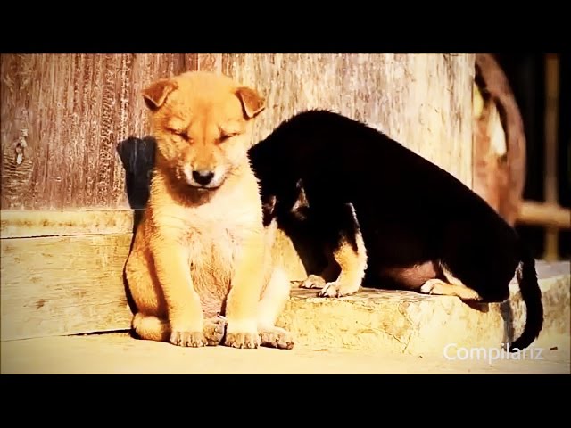 Animals Falling Asleep 😂 Funny Animals Trying to Stay Awake Compilation (HD) [Funny Pets]