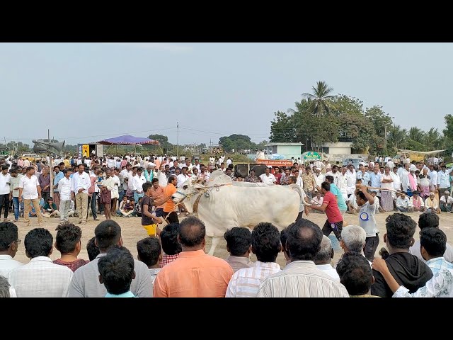 "Bulls Racing 2025 🔥 | Telugu Jallikattu & Kambala Race | Ultimate Bull Cart Race Action!"