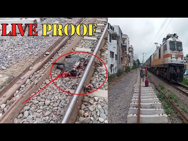 Live Run-over || Speedy Train Hits Pig || Gorakhpur Jn Lucknow Jn Superfast ||