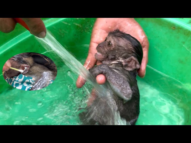 Luna was very afraid of bathing and jumped out of the bucket