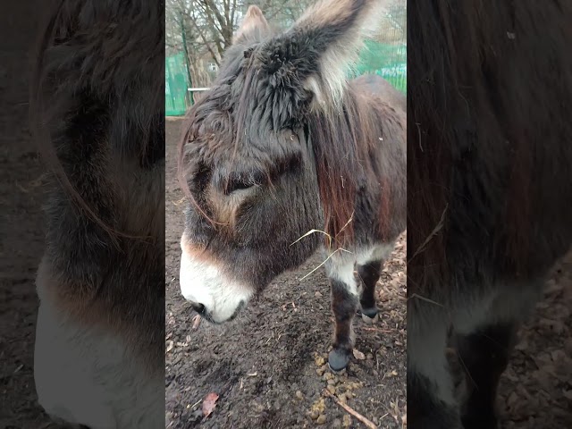 ADORABLE DONKEY IN CENTRAL LONDON