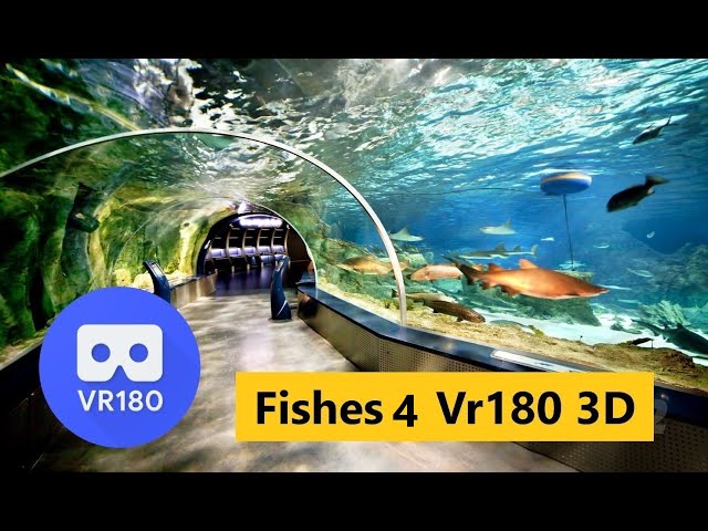 Vr180 3D Fishes 4