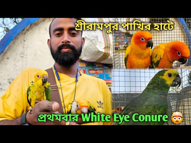 Serampore Pet Market 💥|🔥 Recent Bird Price Update | First Time White Eye Conure 🤯