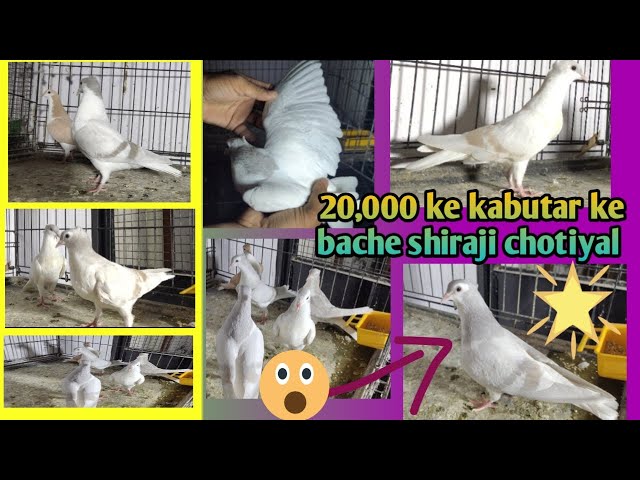 Viral video|| 20,000 ke kabutar// viral video shiraji chotiyal kabutar india hyderabad