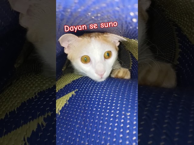 Kya baat Wah 🤣🙏🤣 #short || cute cat videos #funny #catvideos #kitty