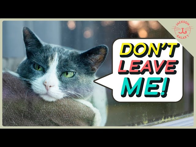 Does Your Cat Have Separation Anxiety? You Might Be Making it Worse!