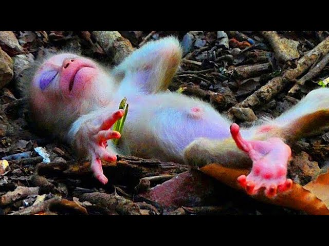 🤔🔚 #shorts #babymonkey #animals #reels #fyp #usa #monkey #funnyvideo #funnymonkey #funnymonkey