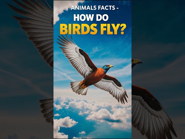 ANIMALS Facts - How do BIRDS FLY? #shorts #funfacts #animals