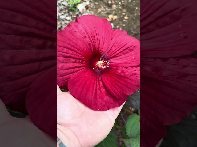 Holy grail hibiscus! #gardenplants #garden #nature #hibiscus #provenwinners