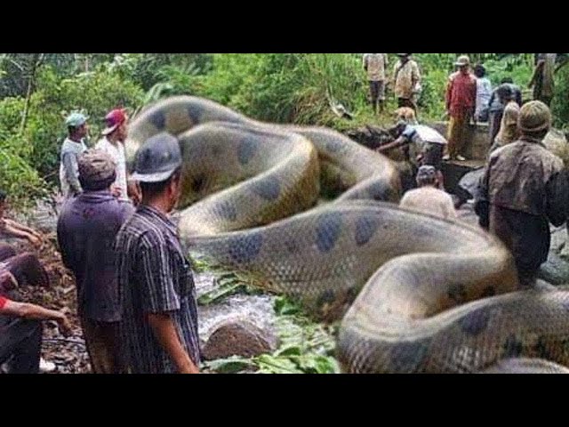 10 Cosas Extrañas Expulsadas Por el RIO AMAZONAS 😨