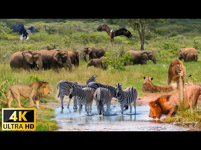 4K African Wildlife: Waza National Park, Cameroon, Africa - Scenic Wildlife Film With Real Sounds