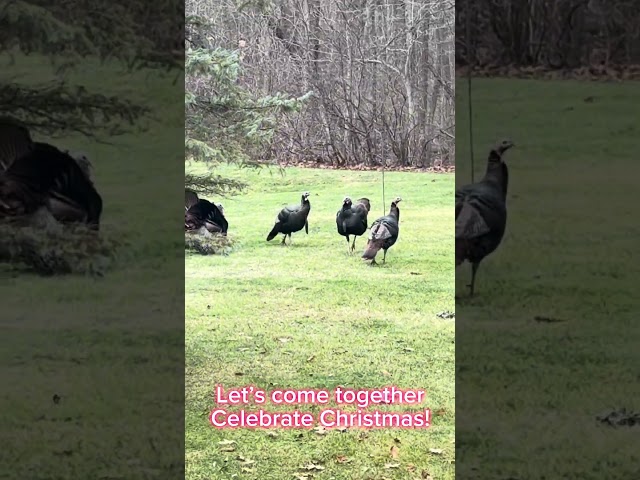 Turkeys in the holiday spirit 🎄🌟🦃  #christmas #animals#turkey