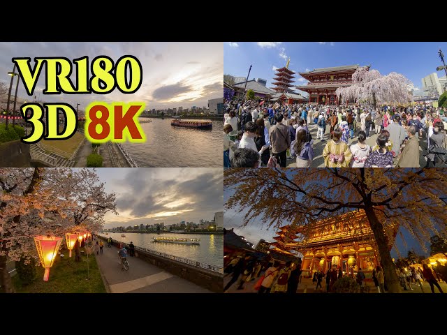 [ 8K 3D VR180 ] 東京・浅草＆隅田川の桜 2023 Cherry blossoms at Asakusa and Sumida-river side in Tokyo,Japan