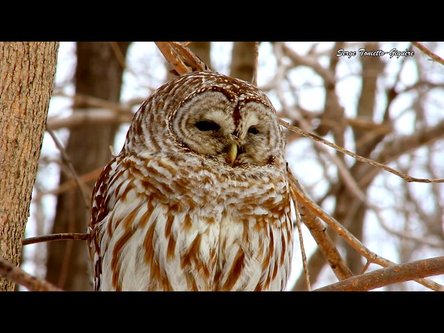 Chouette Rayé / Barred Owl / Serge Tonietto-Giguère / Aventure Nature