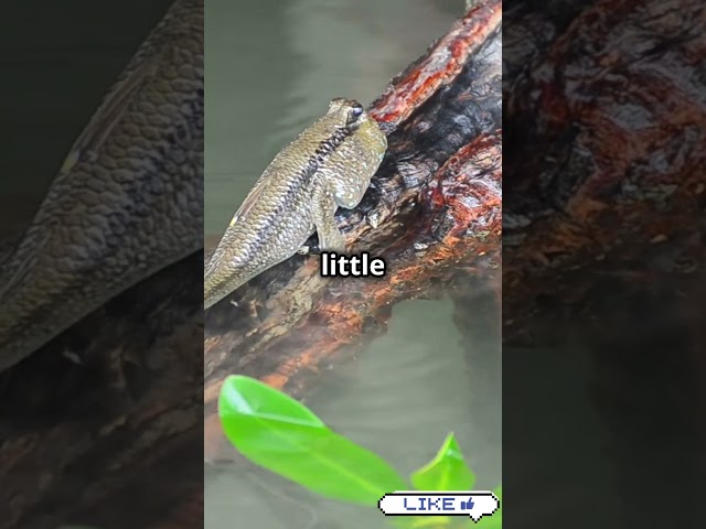 Meet the Fish That Walks on Land! 🐟🚶 #facts#Shorts#Viral#New#animals#wildlife#nature#mudskipper#fish