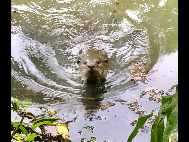 Otters at Bishan Ang Mo Kio 2022