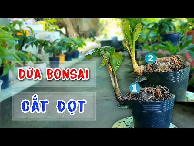 How to Handle Cut Bonsai Coconuts After Recovery | Hoang Linh Coconut Bonsai