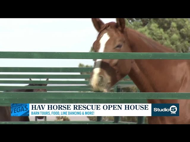 HAV Horse Rescue open house