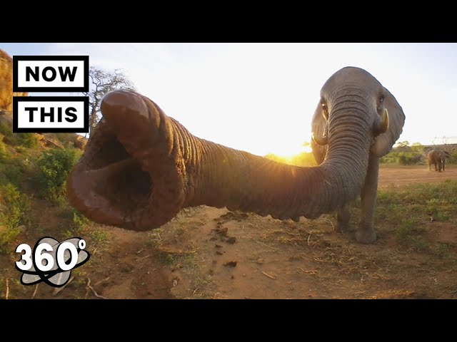 Visit a Baby Elephant Orphanage in Kenya | Unframed by Gear 360 | NowThis