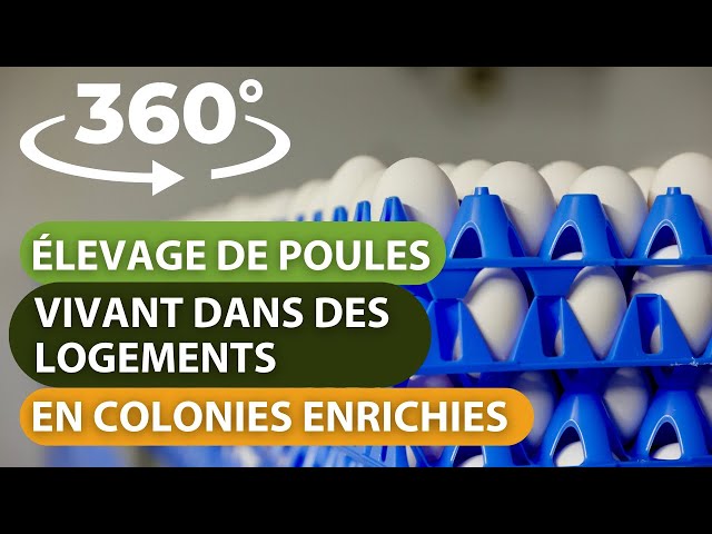 360 Élevage de poules vivant dans des logements en colonies enrichies