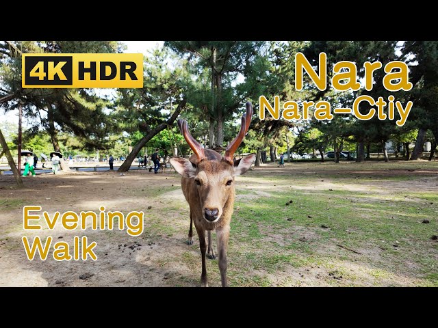 [4K HDR] Nara Park & Naramachi District Walk 2024