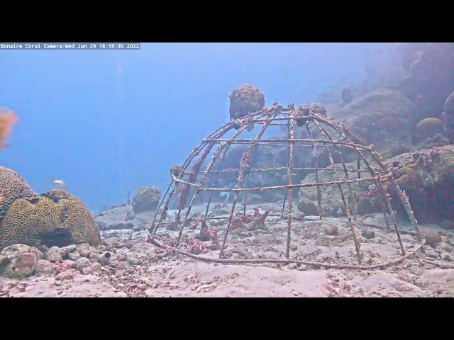 Harbour Village Bonaire Coral Reef