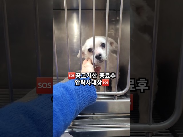 25_21 공고기한 종료후 안락사대상 #새로운가족을찾습니다 #helpshelter #lckd #lastchanceforkoreandogs #강아지 #유기견입양