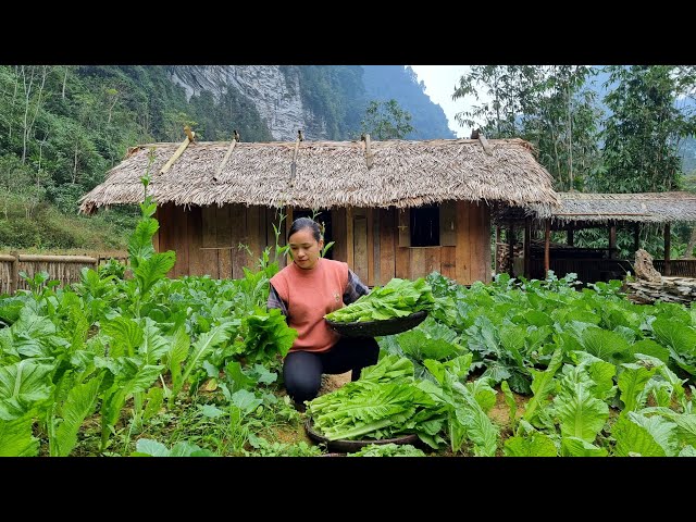 How to harvest vegetable garden, gardening, garden harvest - Ep.112 |  ly thi ca