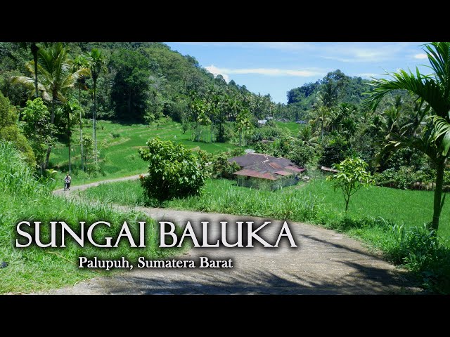 SUNGAI BALUKA | A Green Ricefield Of Peace in Indonesia Rural Village | Palupuh, West Sumatra