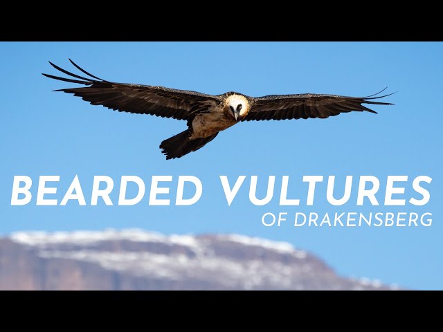 Critically Endangered | A Day with the Bearded Vultures of Drakensberg