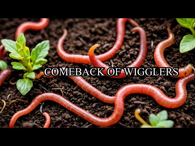 Entire Revived Colony of Red Wigglers!