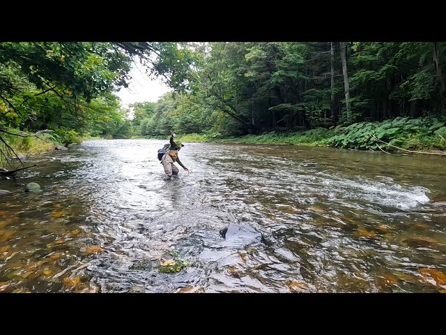 雨の水量が落ち着いた本流でのニジマス釣行【北海道 渓流ルアー Hokkaido trout fishing】