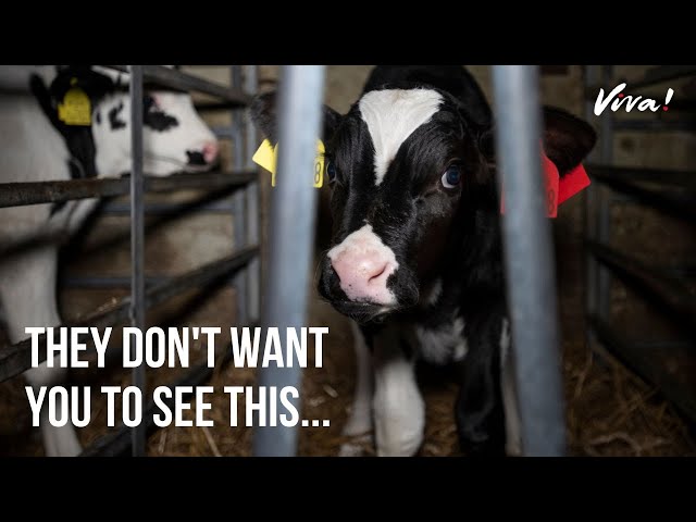 Here's What Really Goes on in UK Dairy Farms