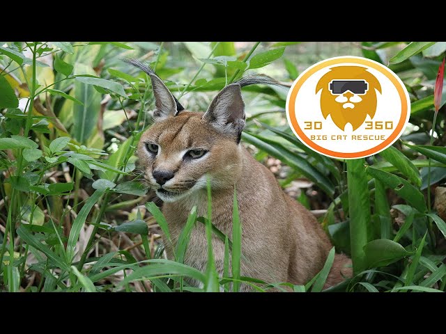 Curious about Caracals? 3D 180VR