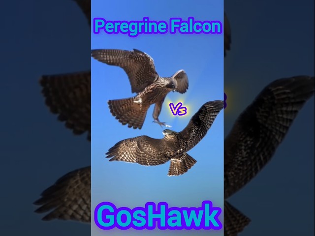 Peregrine falcon vs goshawk . peregrine falcon playing with hawk #fyp