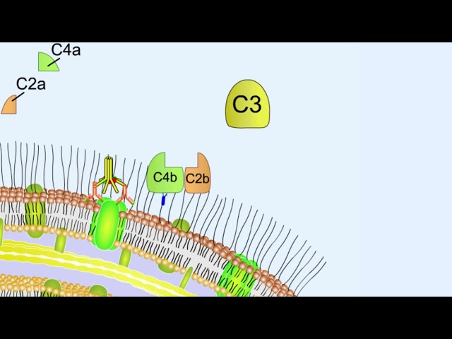 Classical pathway of complement activation | Classical complement system