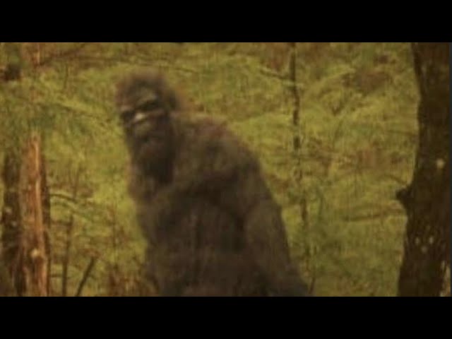 Bigfoot: Examining the Evidence