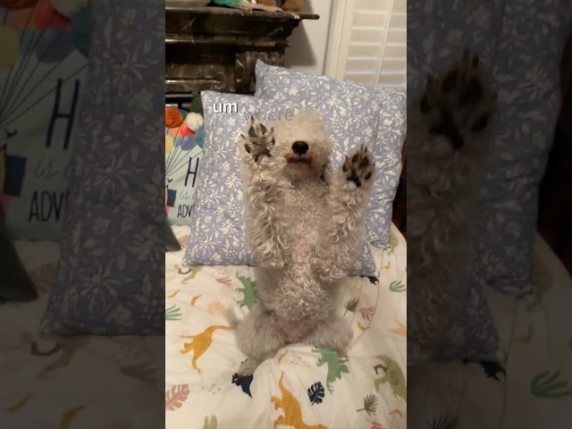 Fluffy Dog Goes CRAZY Looking for Hidden Treats!