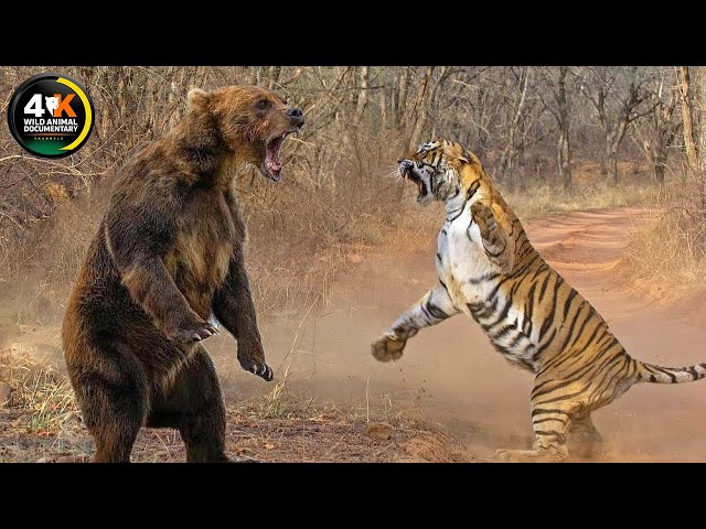 Brown Bear Life Cycle: Survival in the Dangerous Wild | Wild Animal Documentary #animaldocumentary