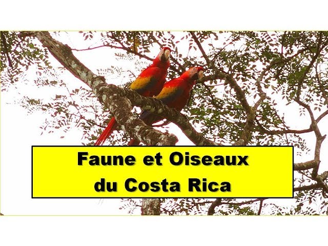 FAUNE ET OISEAUX COSTA RICA - Ara Rouge Pélican Brun Singe Capucin Coati Nez Blanc Tyran Quiquivi