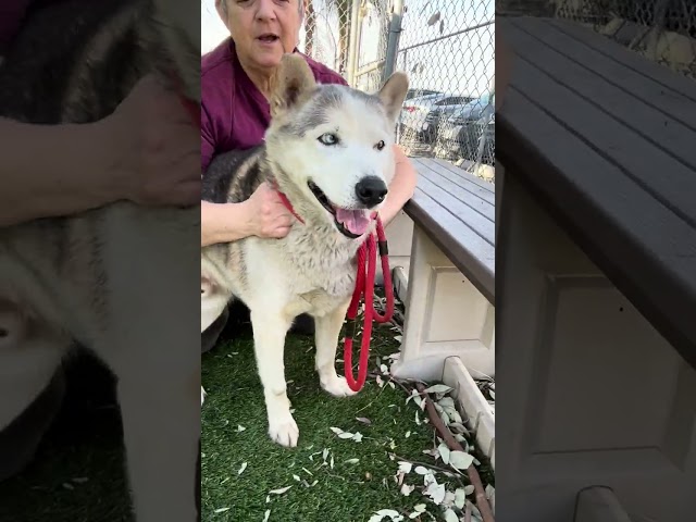 NEW A5669639 Sultan | Siberian Husky