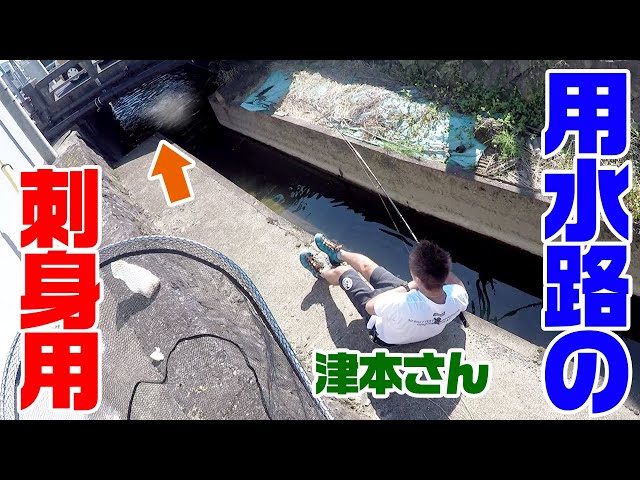 【究極の血抜き】用水路の巨大魚を刺身にした結果衝撃の展開に！？