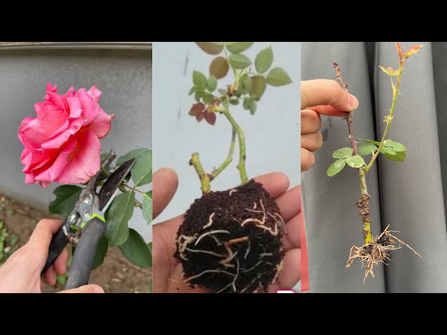 Rose Reproduction by Cutting/Rooting from Steel/100%Result Rooting