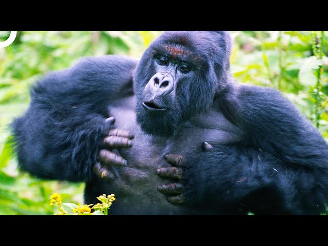 Greetings To Us From the Cute Gorillas of Mauritius 😅 | Miracles Of Nature