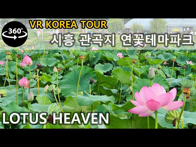 [4K 360° WALK] 8월 연꽃 만발, 시흥 관곡지 연꽃테마파크 - Everywhere Lotus Flower, Lotus Garden & farm, Siheung City