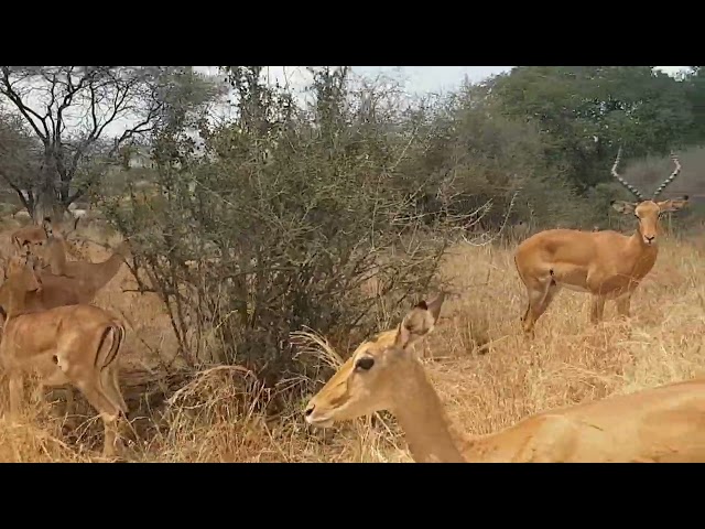 Incredible  Wildlife in Tarangire National Park.